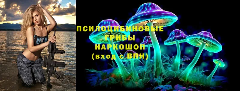 где можно купить наркотик  Пошехонье  Галлюциногенные грибы Magic Shrooms 